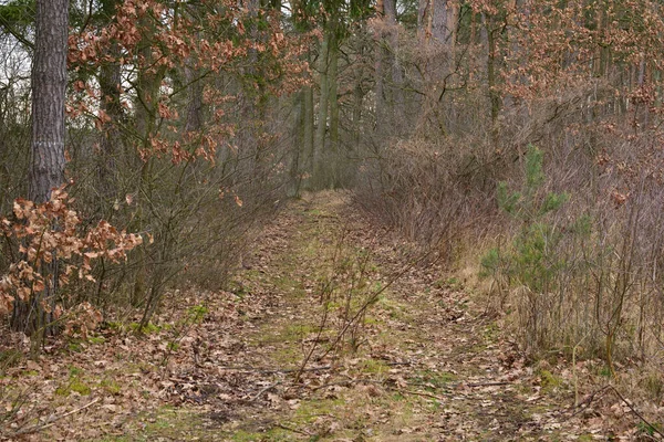 Strada Forestale Tra Alberi Una Foresta Selvaggia Nuvole Nel Cielo — Foto Stock