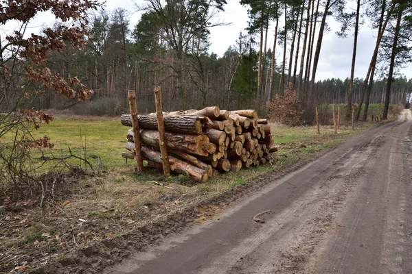 Les Troncs Arbres Coupés Empilés Sont Disposés Préparés Pour Être — Photo