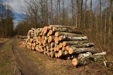 Ağaç gövdeleri kesilip istiflenmiş ve ormandan sanayiye taşınmak için hazırlanmış..