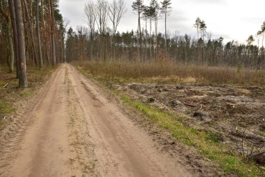 Her gün ağaçların ve çalıların arasında bir orman yolu. Bilinmeyene doğru git. Bahar.