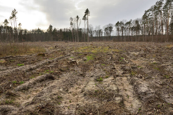 Лесная дорога днем среди деревьев и кустарников. Уйти в неизвестность. Весна
.