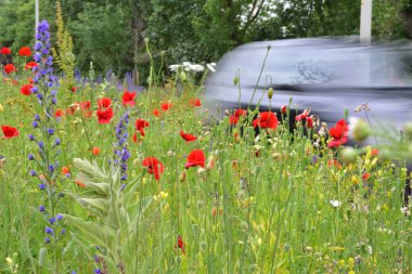 Yolun kenarında çiçekler, arka planda arabanın silueti hareketle bulanıklaştı. Yaz. 