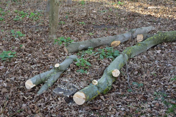 Troncos Árvore Redução Estão Cama Floresta Outono Outono — Fotografia de Stock