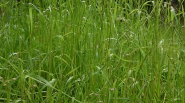 Otları hareket ettirmek hafif bir esintide yaprakları ve sapları hareket ettirir. Yaz günü.