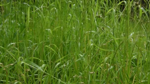 Des tiges et des feuilles d'herbe en mouvement dans une brise légère. Jour d'été.