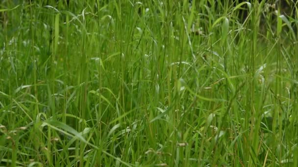 Moving Grass Stems Leaves Light Breeze Summer Day — Stock Video