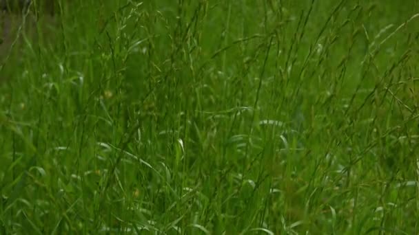 Des tiges et des feuilles d'herbe en mouvement dans une brise légère. Jour d'été.