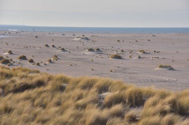 Güneşli bir günde denizin kumlu sahilinde kuru çimenler. Yaz.