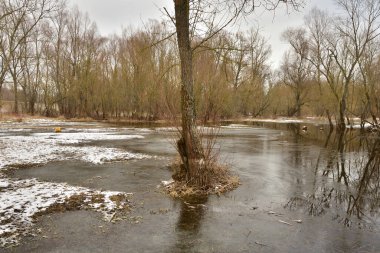 Sel basmış ağaçlar ve donmuş su buzların çözüldüğü nehrin taşkın ovasında. Bahar.