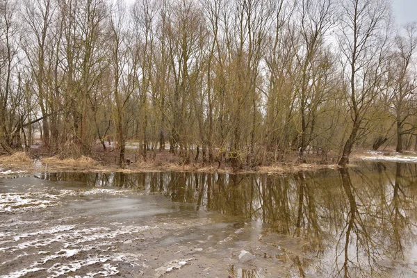 芝生で川の氾濫原で洪水の木や凍った水 — ストック写真