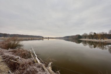 Kasvetli bir sonbahar gününde nehrin kıyısındaki ağaç. Soğuk.