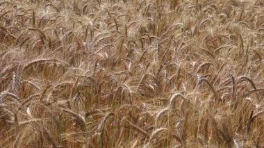 Güneşli bir günde hafif rüzgarda uçuşan tahıl kulakları. Yaz.