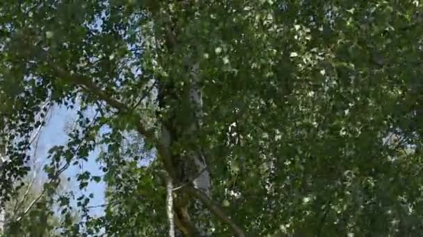白桦树的叶子在微风中摇曳 白色的树干在后面 — 图库视频影像