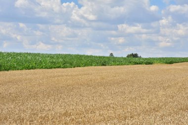 Tarladaki tahıl hasat için bekliyor. Yaz.