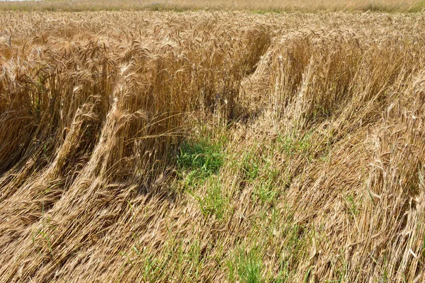 Obilí Před Sklizní Poli Převrátilo Deštěm Krupobitím Léto — Stock fotografie