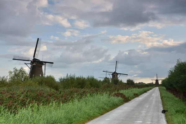 Wiatraki Kinderdijk Pochmurny Letni Dzień Holandii Lato — Zdjęcie stockowe