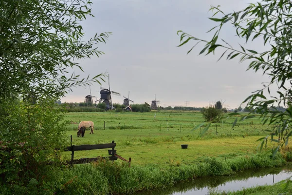 Väderkvarnar Kinderdijk Mulen Sommardag Nederländerna Sommar — Stockfoto