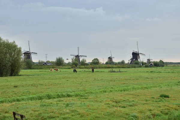 Wiatraki Kinderdijk Pochmurny Letni Dzień Holandii Lato — Zdjęcie stockowe