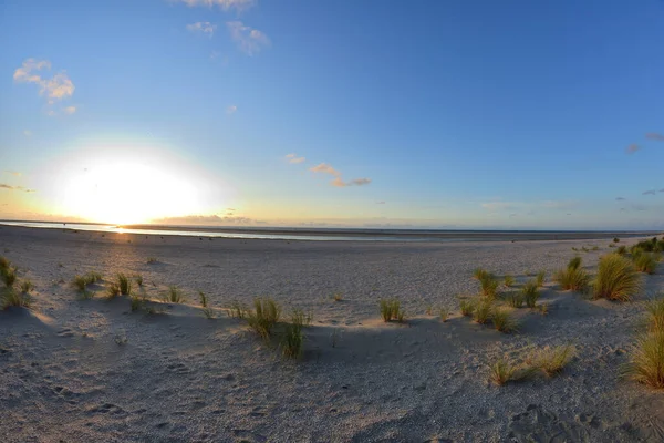 Vegetazione Costiera Nelle Dune Sotto Cielo Azzurro Nuvole Una Giornata — Foto Stock