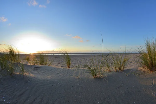 Vegetazione Costiera Nelle Dune Sotto Cielo Azzurro Nuvole Una Giornata — Foto Stock