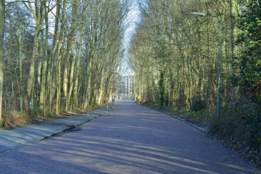 Bir sonbahar sabahı ağaçların ve çalıların arasında eski bir tuğla yol. Sonbahar.