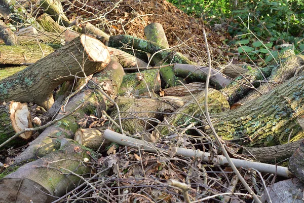 Vyřezávat Kmeny Stromů Během Lesních Mýtiny Léto — Stock fotografie