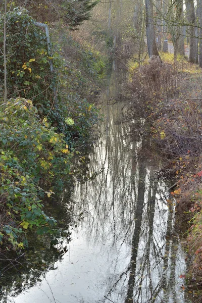 Banks Stream Flowing Wild Forest Autumn Morning Autumn — Stock Photo, Image