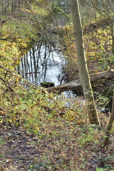 Banks Stream Flowing Wild Forest Autumn Morning Autumn — Stock Photo, Image