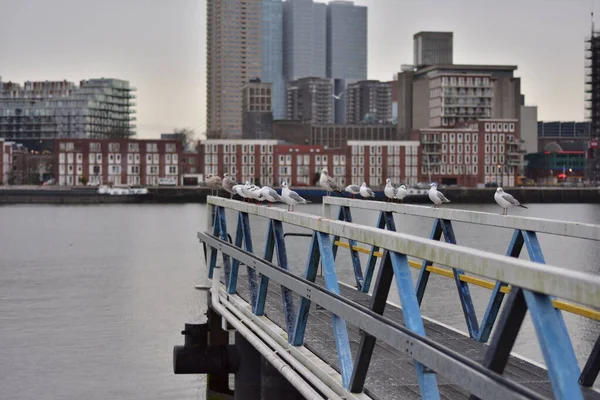 Una Bandada Gaviotas Los Rieles Del Muelle Día Nublado Otoño — Foto de Stock