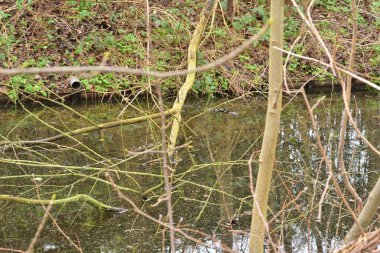 Hollanda 'da bir sonbahar sabahı nehir kenarındaki vahşi ağaçlar. Sonbahar.