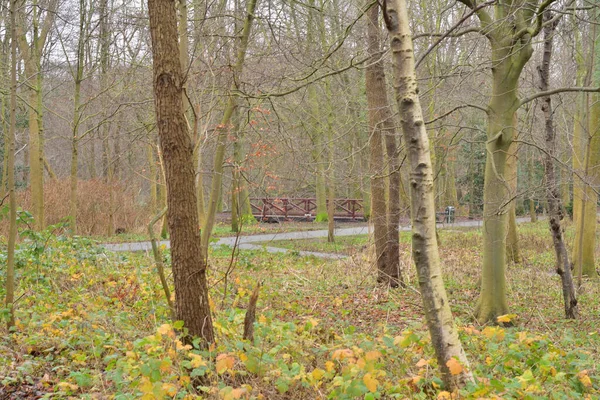 Drzewa Holenderskim Parku Środku Miasta Pochmurny Dzień Spokojnie — Zdjęcie stockowe