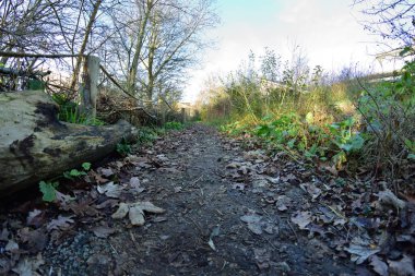 Ağaçların arasında bir patika ve çitin yanındaki çalılar yerden gelen bir balık gözü lensinde. Sonbahar.