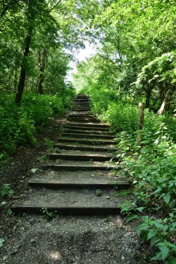 Sıcak yaz aylarında ağaçların arasındaki çakıllarla tamamlanmış doğal ahşap merdivenler. Yaz.