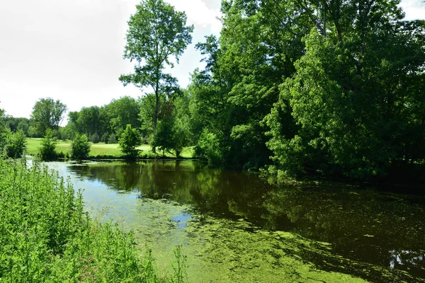 Řeka Horkém Letním Dni Zarostlá Vegetací Léto — Stock fotografie