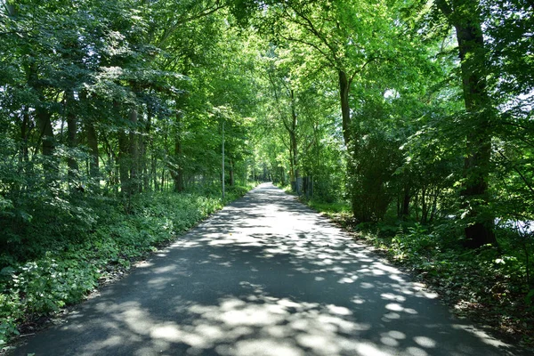 A road hidden in the shade of trees on a hot summer day. Summer.