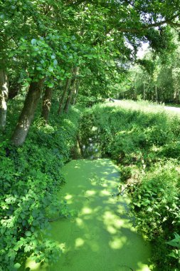 Sıcak bir yaz gününde nehir bitkilerle kaplıdır. Yaz.