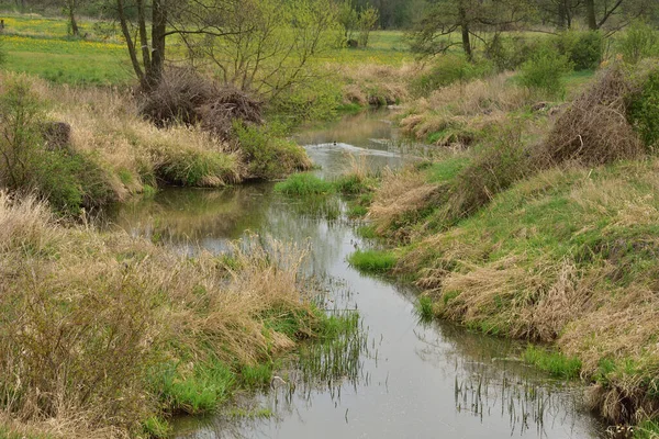 Mała Kręta Rzeka Wśród Drzew Pochmurny Dzień Pływająca Kaczka Wiosna — Zdjęcie stockowe