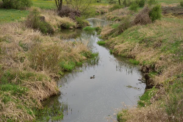 Liten Slingrande Flod Bland Träden Mulen Dag Simmande Anka Våren — Stockfoto