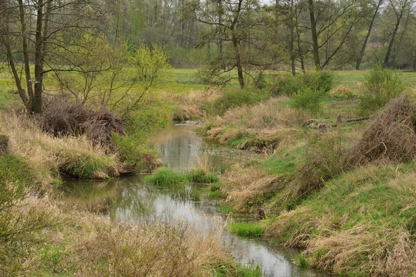 Pequeno Rio Sinuoso Entre Árvores Dia Nublado Pato Nadador Primavera — Fotografia de Stock