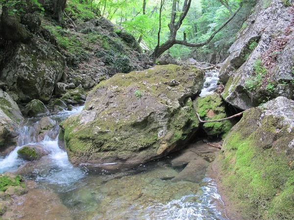 Río Montaña Fluye Fondo Del Cañón Una Gran Roca Cubierta — Foto de Stock