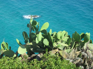 Güneşli bir günde açık mavi bir denizin zeminine karşı bir kayanın üzerindeki dikenli armut. Calabria İtalya. Uçurumun kenarında büyüyen deniz ve kaktüs manzarası. 
