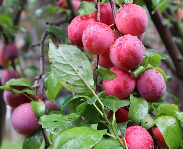 Ciruelas Jardín Del Árbol Una Rama Con Frutas Ciruelas Jugosas — Foto de Stock