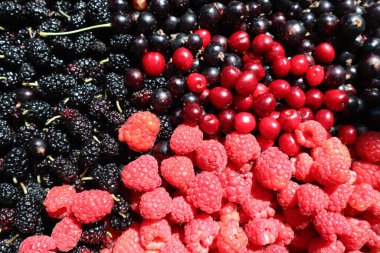 Sulu kırmızı ve siyah böğürtlen, dut, üzümler, üzümler, sağlık ve güzellik için kirazlar, yaz sağlıklı meyveler.