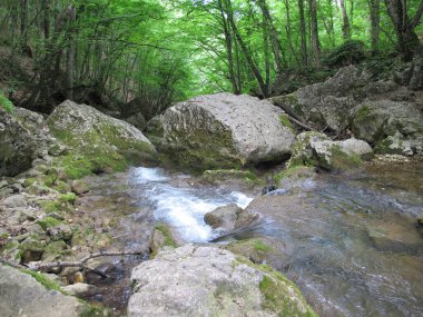 Vadinin dibinde, yosunlarla kaplı taşlarla çevrili bir dağ nehri manzarası. Vadinin dik yamaçlarında büyüyen yeşil ağaçlar. Vahşi yaşamın güzel manzarası