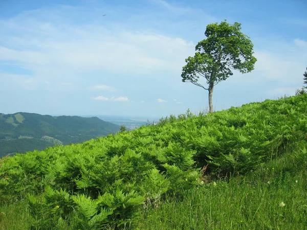 Panorama Unui Singur Copac Fundalul Munților Cerului Albastru Printre Iarba — Fotografie, imagine de stoc