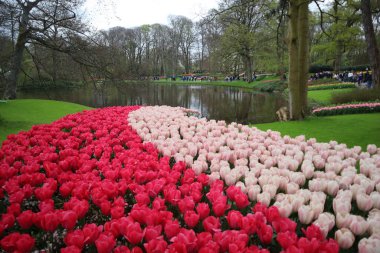 Renkli çiçek halısı, gölün yanında pembe ve ahududu laleleri, yeşil çimenler, kraliyet çiçek parkı, Keukenhof parkı, Hollanda.