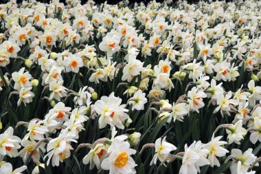 İlkbaharın başlarında nergis tarlasının manzarası. Hollanda, Keukenhof çiçek parkında güzel beyaz çiçekler, sarı merkezli nergisler