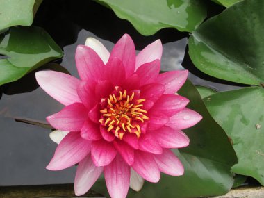 İki renkli yaprağı olan güzel su zambağı, ahududu, beyaz ve tüylü sarı erkek çiçekleri, geniş yeşil yapraklardan oluşan bir arka planda, bir gölette büyüyen yağmur damlaları.