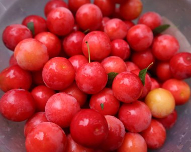 Güzel ve lezzetli yaz meyveleri, kiraz eriği - küçük yuvarlak bir erik, parlak ahududu kırmızısı renk, bahçede toplanmış, kiraz eriği, yağmurdan sonra ıslak