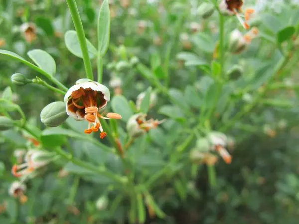 Flowering Plant Common Leaves Zygophyllum Fabago Green Leaves Buds Orange — Stock Photo, Image